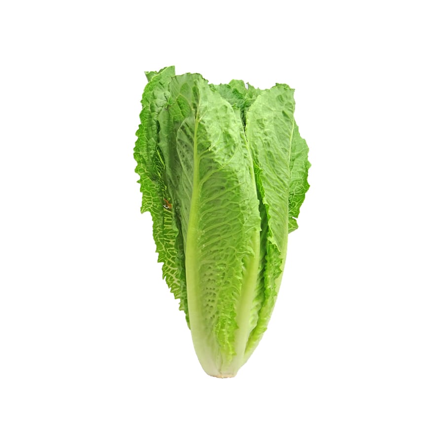 Example Cabbage