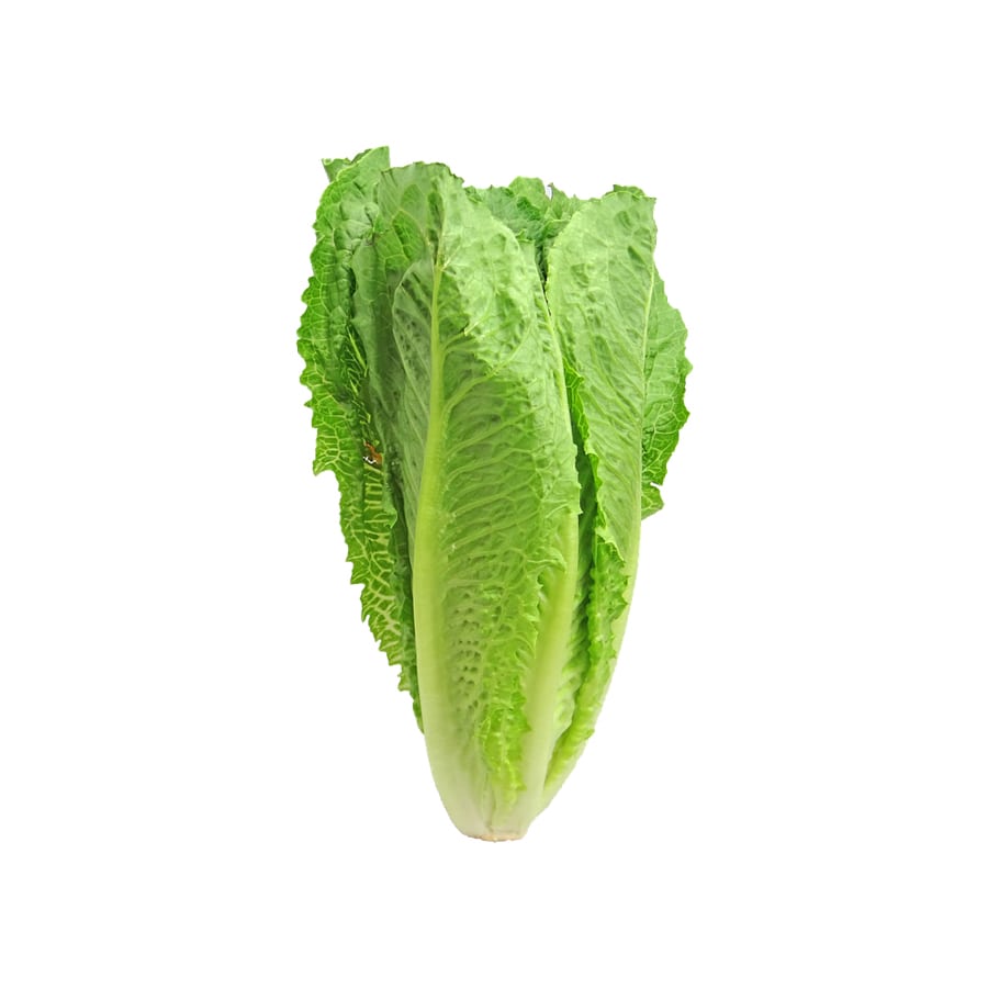 Example Cabbage